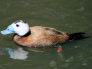 White-Headed Duck (WWT Slimbridge June 2009) - pic by Nigel Key